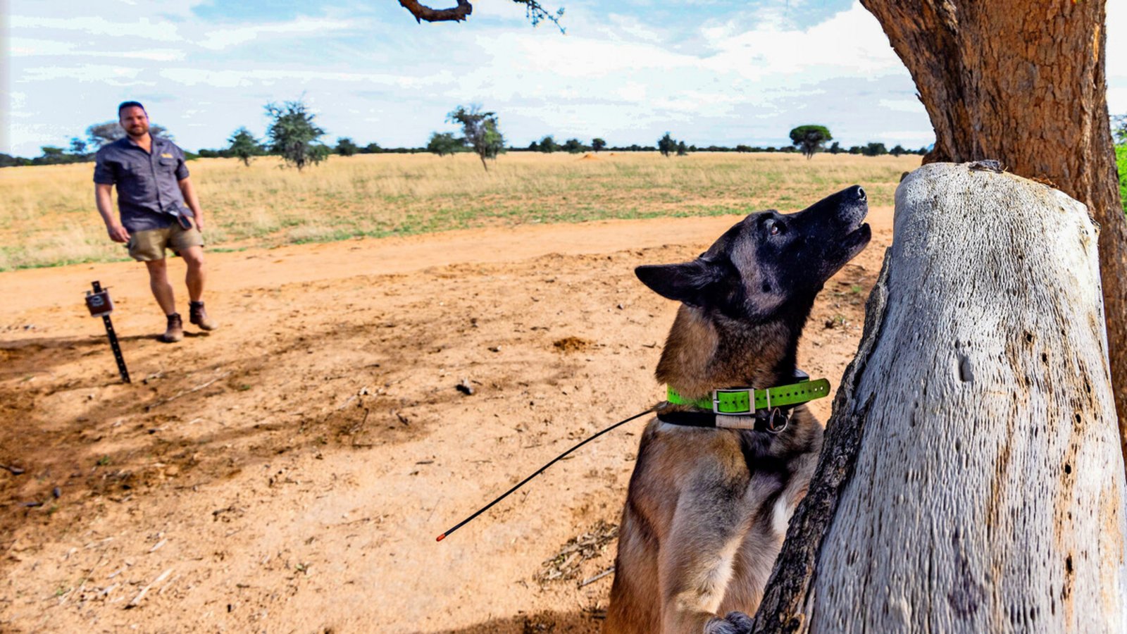Der Spürhund namens Enyakwa von Tim Hofmann in Namibia hat Spuren von Geparden an einem Spielbaum entdeckt.Foto: Forrest Cole