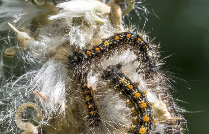 Einen Goldafter-Befall erkennt man an einer Gespinstbildung, die sich besonders stark rund um das Nest auftut.<span class='image-autor'>Foto: IMAGO/Panthermedia/JannyJanda via imago-images.de</span>