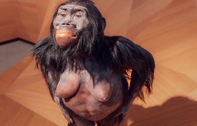 Nachbildung des Australopithecus-afarensis-Weibchens Lucy im Neanderthal-Museum im nordrhein-westfälischen Mettmann.<span class='image-autor'>Foto: Imago/Depositphotos</span>
