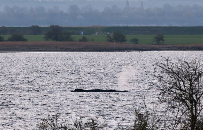 Der sterbende Wal vor der Insel Poel in der Ostsee.<span class='image-autor'>Foto: Marcus Golejewski/dpa</span>