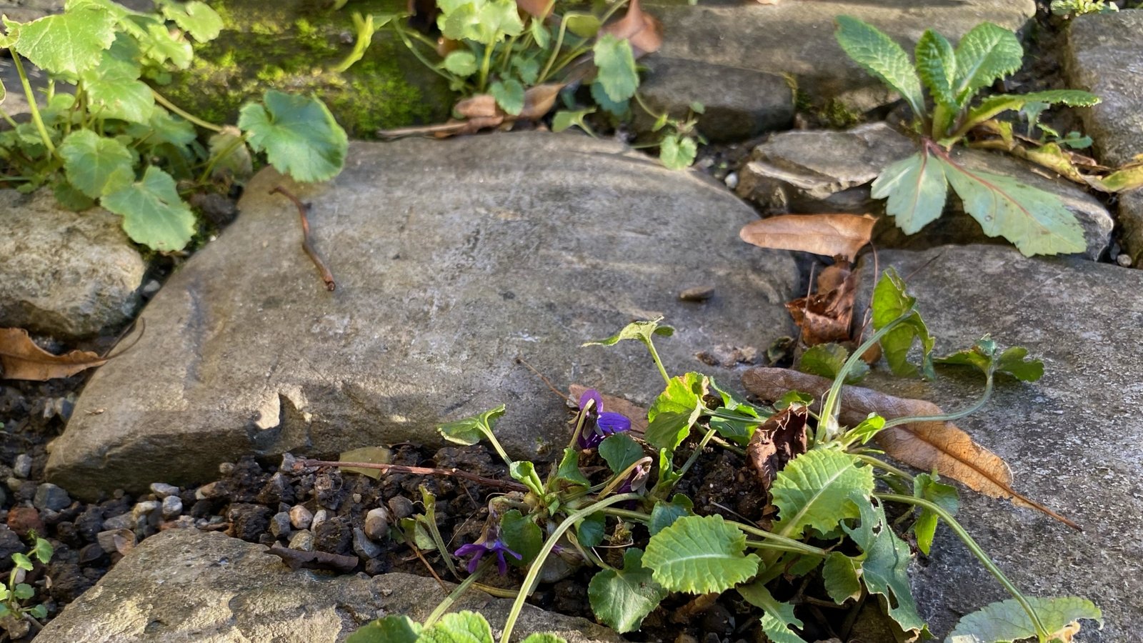 Der Frühling hält, noch ganz zart, in der Vaihinger Altstadt Einzug.  Foto: Simecek