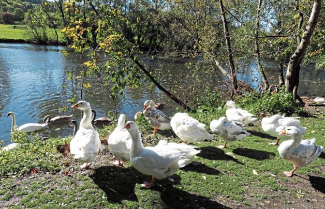 Gänse und Schwäne an der Enz bei Oberriexingen.  Foto: Lorch