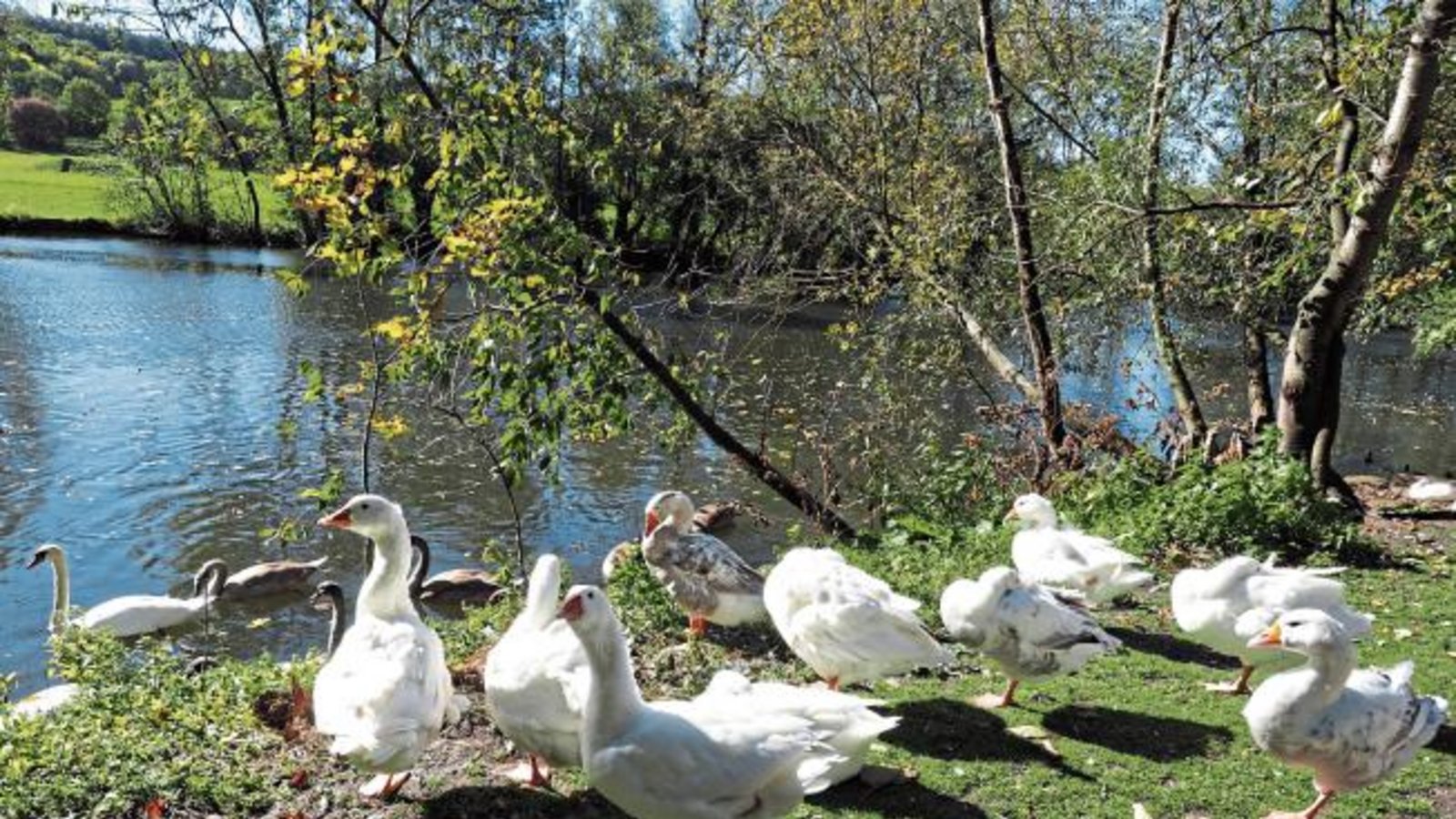 Gänse und Schwäne an der Enz bei Oberriexingen.  Foto: Lorch