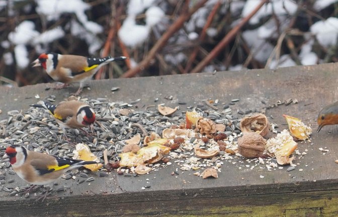 Stieglitz und Rotkehlchen freuen sich über das Futter und Edgar Aisenbrey freut sich über die Vogelschar im Gündelbacher Garten.