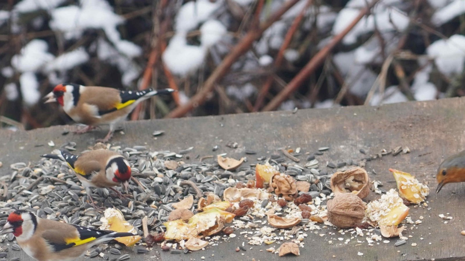 Stieglitz und Rotkehlchen freuen sich über das Futter und Edgar Aisenbrey freut sich über die Vogelschar im Gündelbacher Garten.