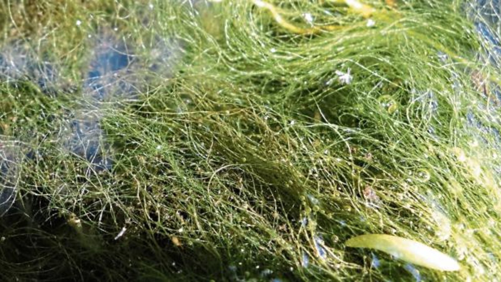 So sieht die fädige Grünalge im Gartenteich aus.  Fotos: Rücker