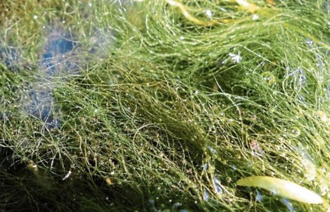 So sieht die fädige Grünalge im Gartenteich aus.  Fotos: Rücker