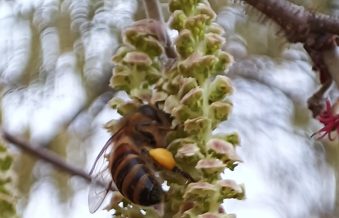 Am Neujahrstag entdeckte Clara Spielmann aus Gündelbach blühende Haselnussträucher und sammelnde Bienen. <span class='image-autor'>Fotos: Spielmann (2) /Rücker</span>