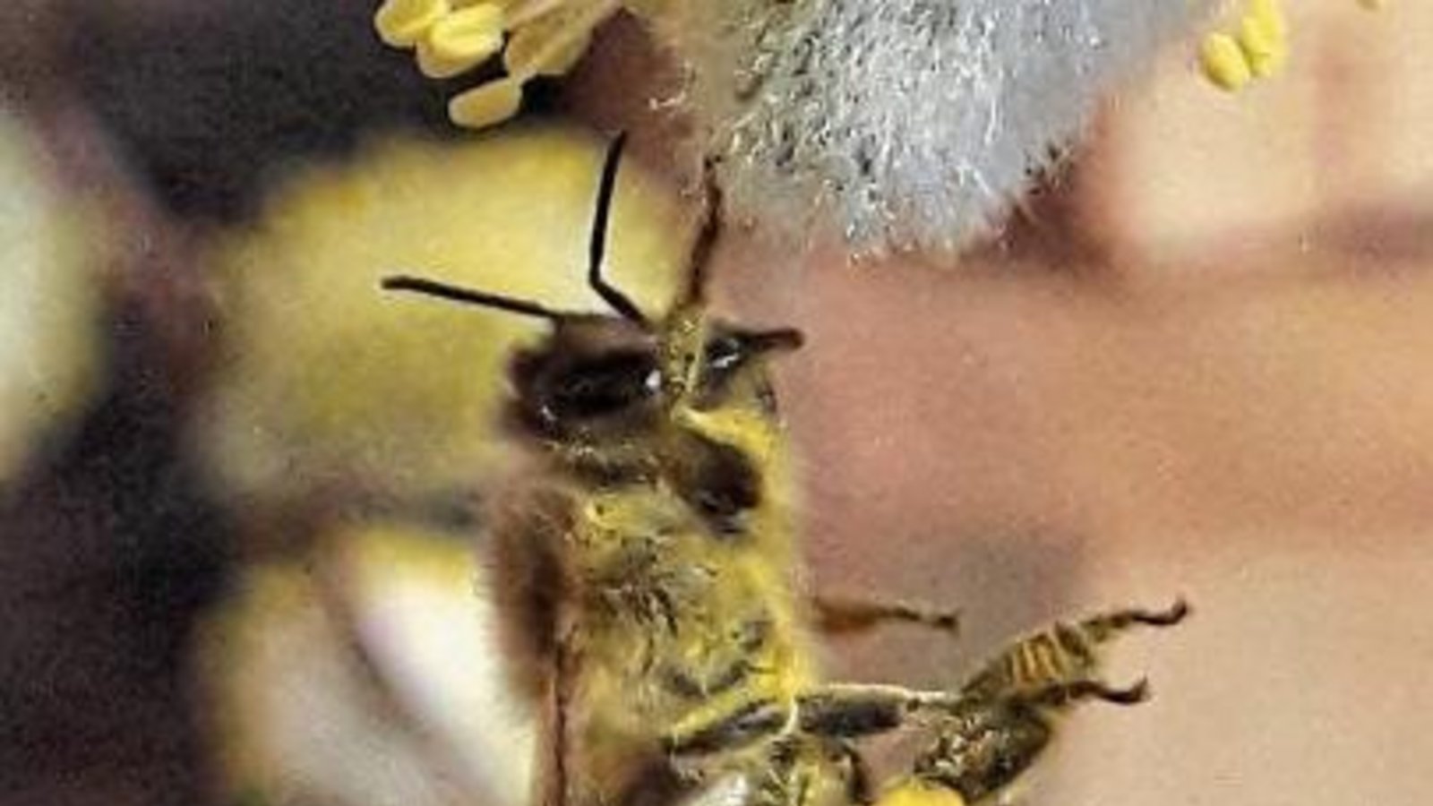 Eine Honigbiene beim Höseln. Fotos: Rücker Eine Honigbiene beim Höseln. Fotos: Rücker