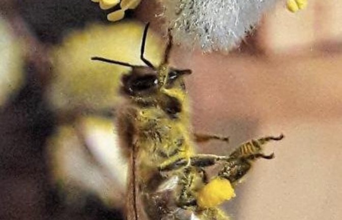 Eine Honigbiene beim Höseln. Fotos: Rücker
