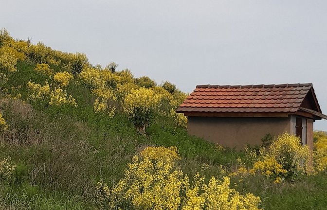 Prächtige Blütenpracht des Markstammkohls im Horrheimer Wengert.  <span class='image-autor'>Foto: Kraft-von Hausen</span>