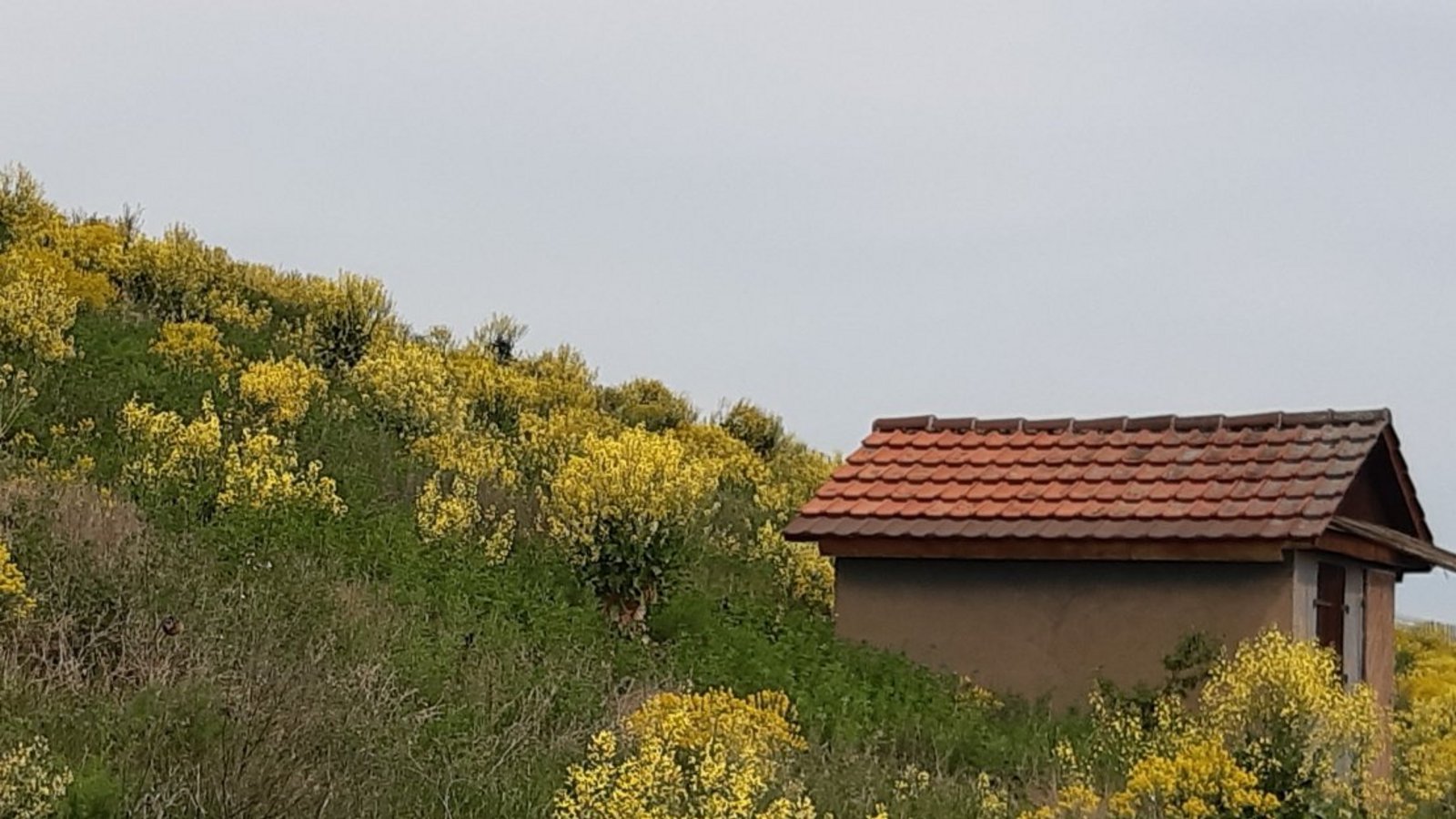 Prächtige Blütenpracht des Markstammkohls im Horrheimer Wengert. Foto: Kraft-von Hausen Prächtige Blütenpracht des Markstammkohls im Horrheimer Wengert. Foto: Kraft-von Hausen