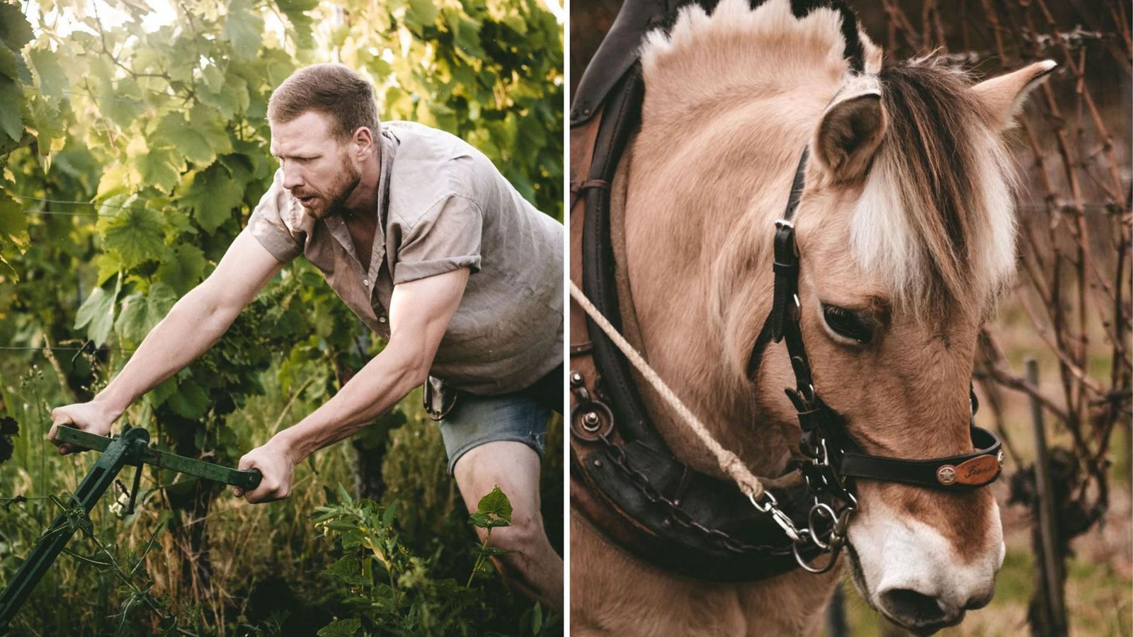 Daniel Schweizer pflügt den Boden in seinen Weinbergen mit Hilfe von Pferden wie Funa (rechts).Foto: Weingut Daniel Schweizer Daniel Schweizer pflügt den Boden in seinen Weinbergen mit Hilfe von Pferden wie Funa (rechts).Foto: Weingut Daniel Schweizer