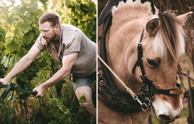 Daniel Schweizer pflügt den Boden in seinen Weinbergen mit Hilfe von Pferden wie Funa (rechts).<span class='image-autor'>Foto: Weingut Daniel Schweizer</span>