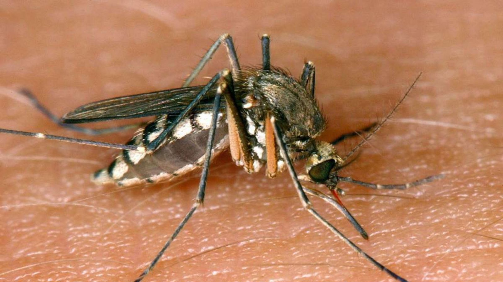 Eine Mücke saugt Blut aus der Haut eines Menschen.Foto: Andre/s Landner/dpa