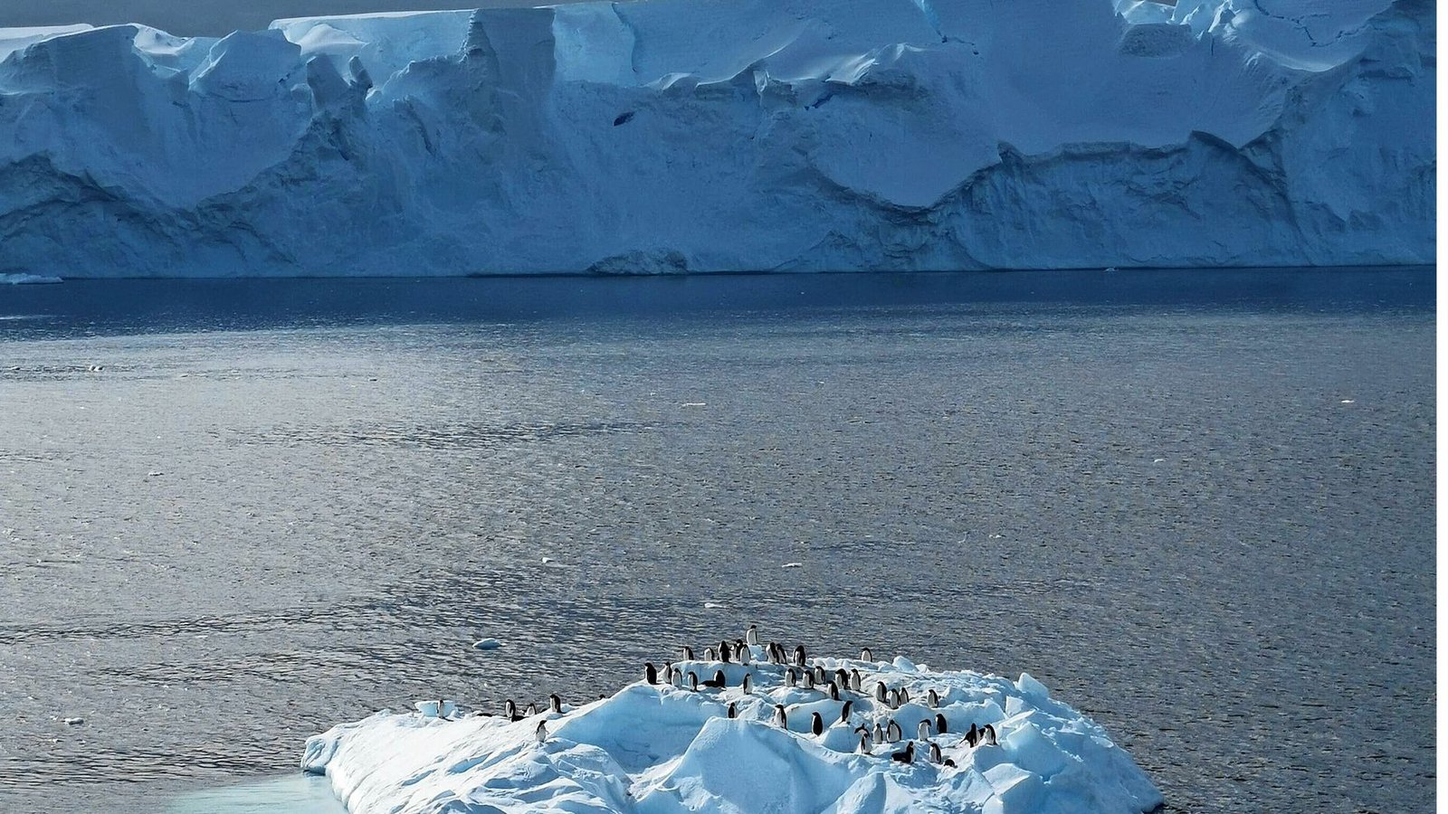 Die Pinguine der Antarktis stehen noch immer nicht unter Schutz.Foto: mago//Nikita Nazarov