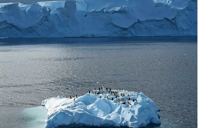 Die Pinguine der Antarktis stehen noch immer nicht unter Schutz.<span class='image-autor'>Foto: mago//Nikita Nazarov</span>
