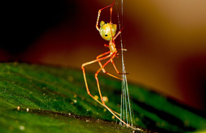 Makroaufnahme der Ballista-Spinne.<span class='image-autor'>Foto: Pranav Joshi/Ajay Narendra/Universität Greifswald</span>