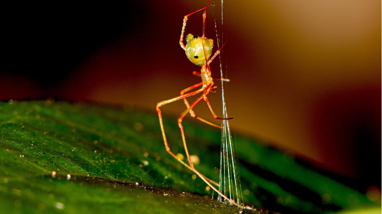 Makroaufnahme der Ballista-Spinne.Foto: Pranav Joshi/Ajay Narendra/Universität Greifswald
