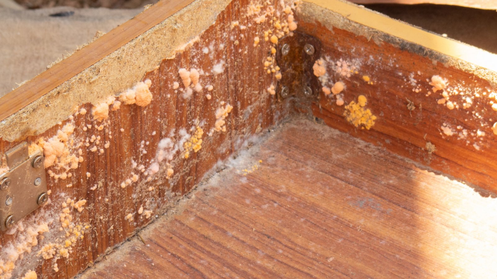 Schimmel kann auch orangefarben sein.Foto: possiblePricha / shutterstock.com Schimmel kann auch orangefarben sein.Foto: possiblePricha / shutterstock.com