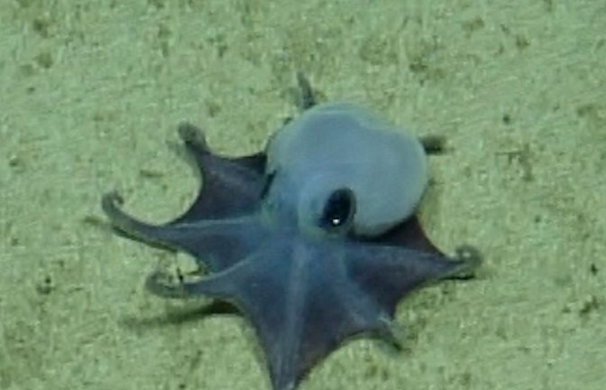 Der winzige blaue Oktopus ist in etwa so groß wie ein Golfball.<span class='image-autor'>Foto: -/Charles-Darwin-Stiftung/dpa</span>