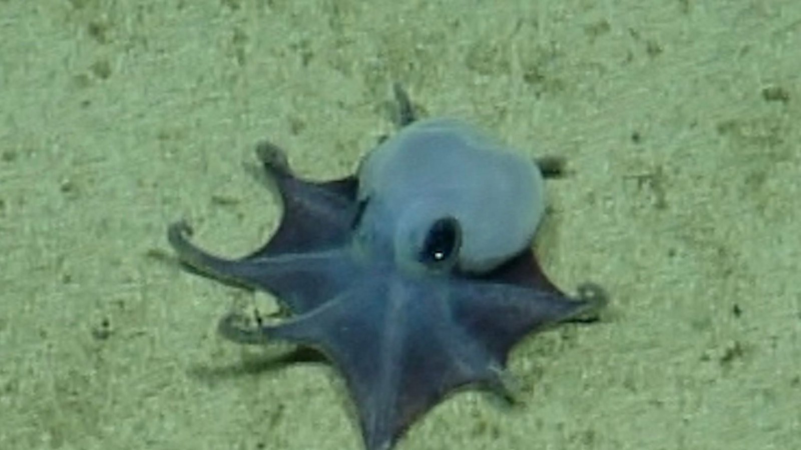 Der winzige blaue Oktopus ist in etwa so groß wie ein Golfball.Foto: -/Charles-Darwin-Stiftung/dpa