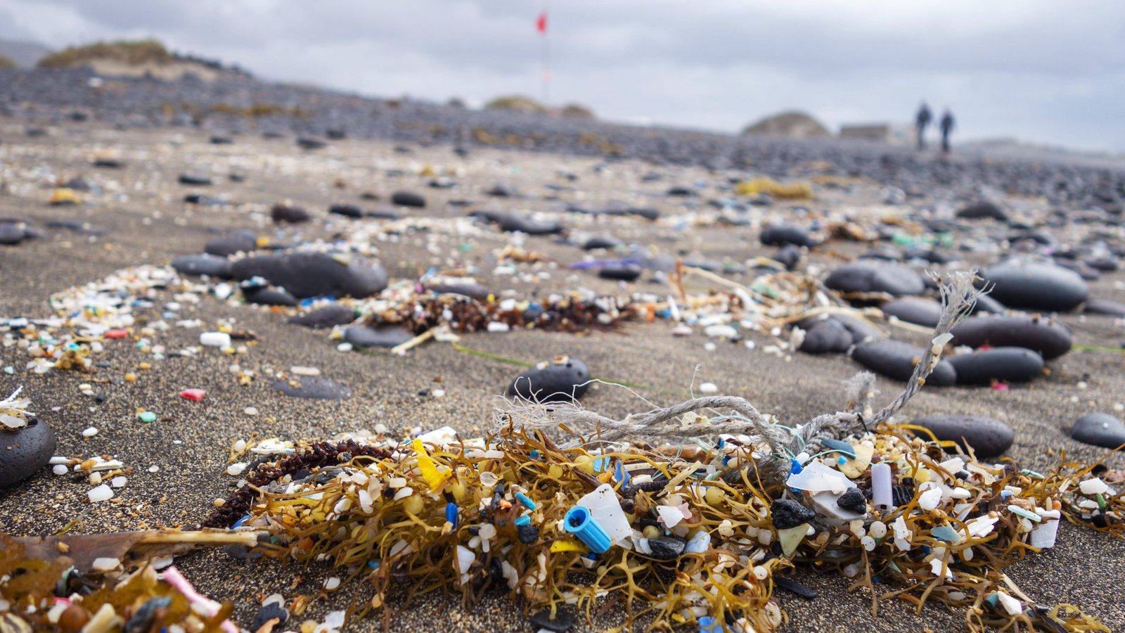 Plastik und Mikroplastik lagert sich nicht nur an Stränden ab, sondern auch in den Körpern von Lebewesen.Foto: imago/imagebroker