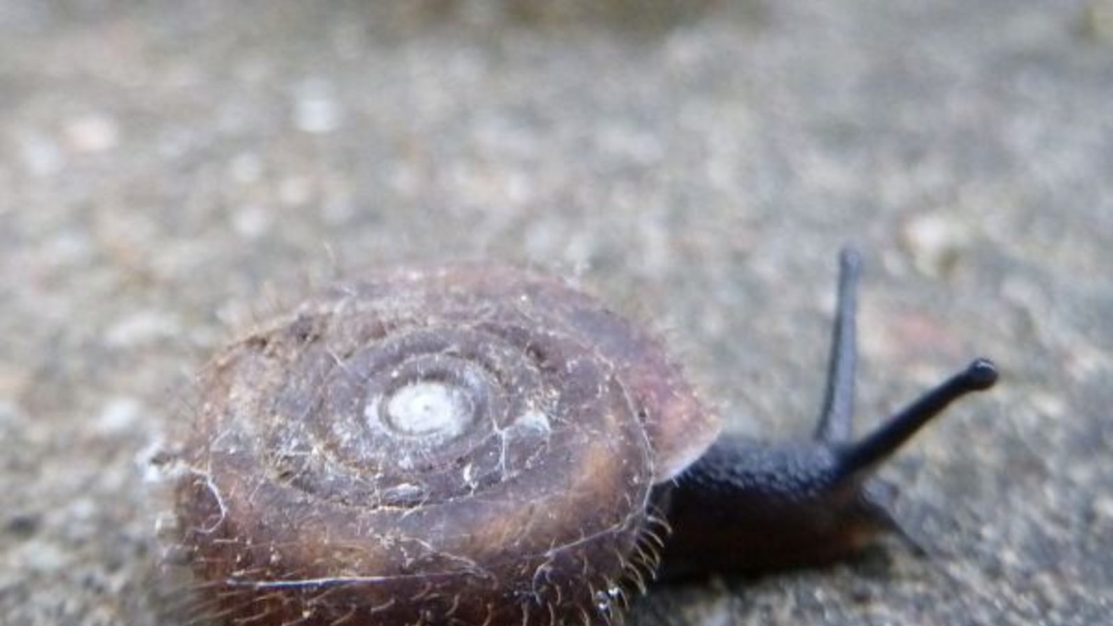 Die behaarte  Riemen- und die Schließmundschnecke. Fotos: Rücker
