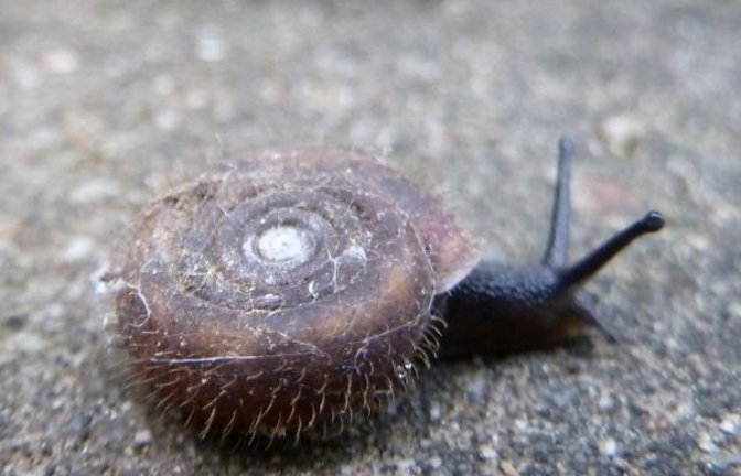 Die behaarte  Riemen- und die Schließmundschnecke. Fotos: Rücker