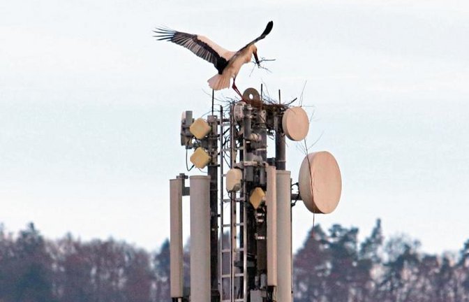 Gestern entdeckt: Horrheimer Storch beim Nestbau. Foto: Scharpf