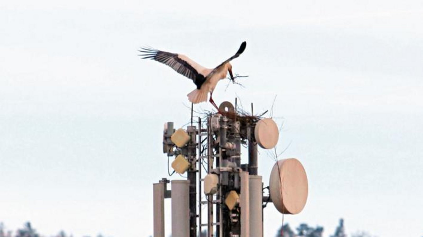 Gestern entdeckt: Horrheimer Storch beim Nestbau. Foto: Scharpf