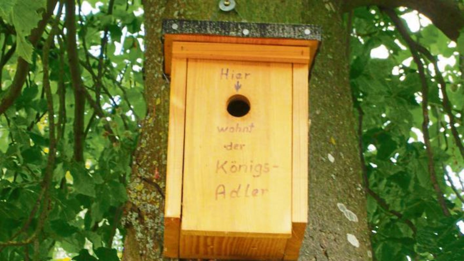 Zu unserem Foto vom 2. Juni, auf dem Insekten ein Vogelhaus bevölkern, meint Carsten Bube, dass man die Tierchen schon auch informieren müsse – und schickt diesen Schnappschuss.