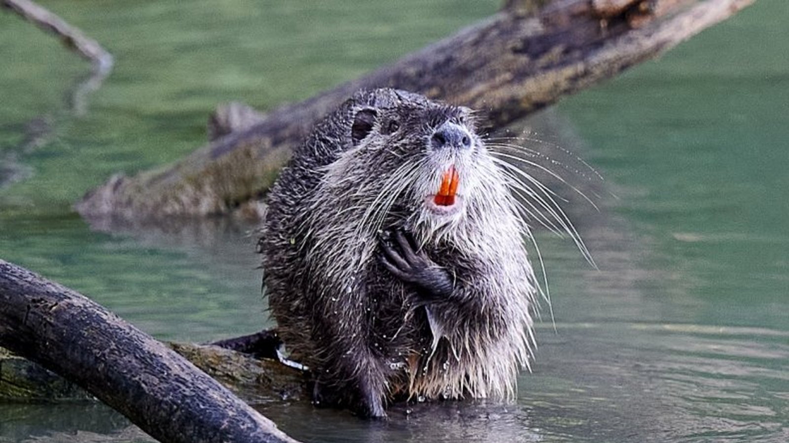 Sie ist die beliebteste Bewohnerin des Ensinger Sees, die Nutria, schreibt Werner Frey.