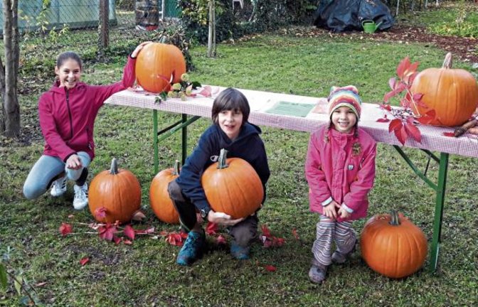 Herbstzeit – Kürbiszeit – Halloween, dazu hatte der Obst- und Gartenbauverein Vaihingen seinen Nachwuchsgärtnern ein Geschenk für ein kleines „Projekt“ in Eigenarbeit parat. Große, dicke Kürbisse warteten im OGV-Garten auf ihre Abholung. Freudig schleppten die Kinder ihren Kürbis aus dem Garten, um dann zuhause ihrem „Geist“ eine lustige oder gar fürchterliche Fratze zu schnitzen. Foto: p