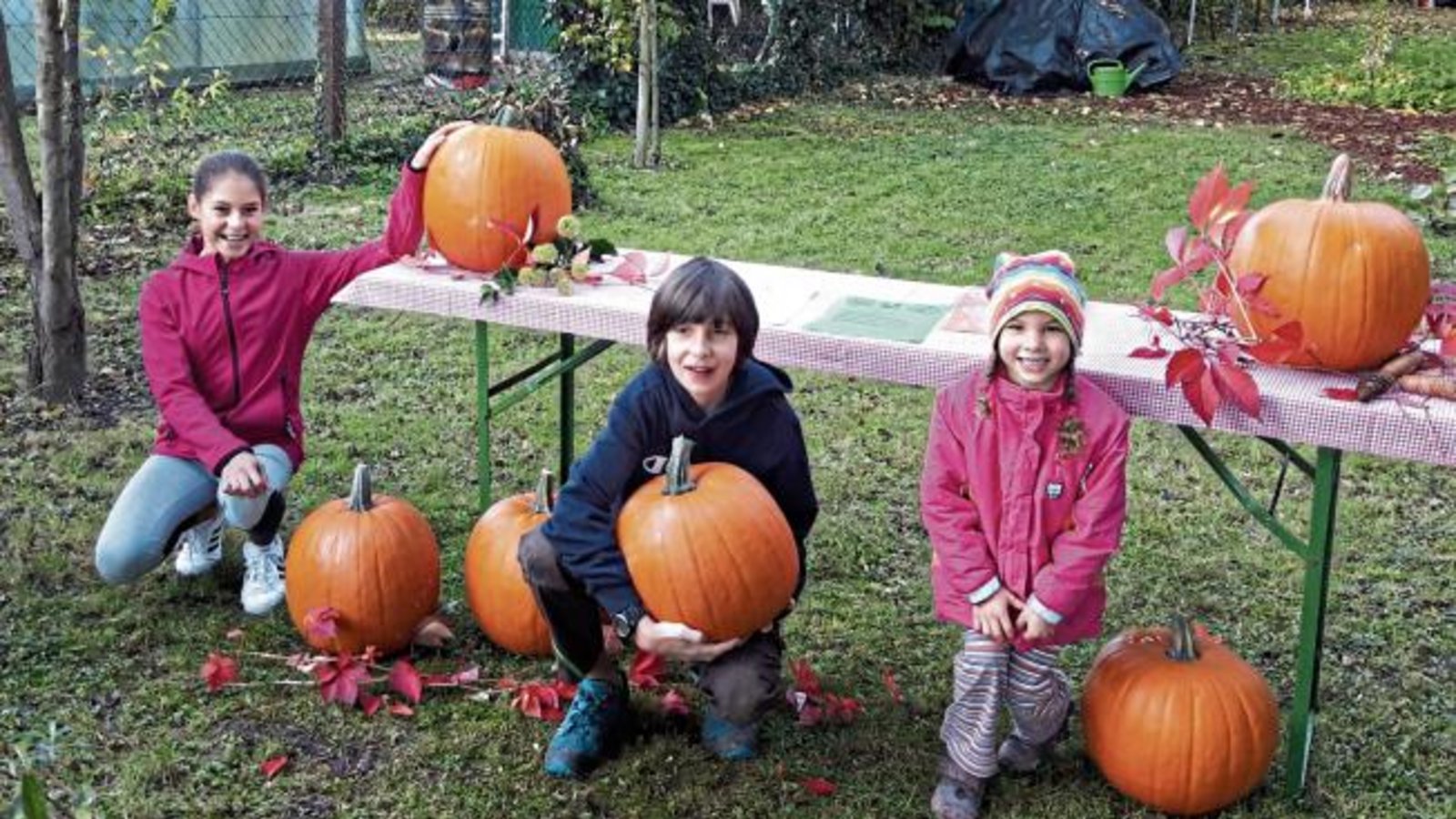 Herbstzeit – Kürbiszeit – Halloween, dazu hatte der Obst- und Gartenbauverein Vaihingen seinen Nachwuchsgärtnern ein Geschenk für ein kleines „Projekt“ in Eigenarbeit parat. Große, dicke Kürbisse warteten im OGV-Garten auf ihre Abholung. Freudig schleppten die Kinder ihren Kürbis aus dem Garten, um dann zuhause ihrem „Geist“ eine lustige oder gar fürchterliche Fratze zu schnitzen. Foto: p Herbstzeit – Kürbiszeit – Halloween, dazu hatte der Obst- und Gartenbauverein Vaihingen seinen Nachwuchsgärtnern ein Geschenk für ein kleines „Projekt“ in Eigenarbeit parat. Große, dicke Kürbisse warteten im OGV-Garten auf ihre Abholung. Freudig schleppten die Kinder ihren Kürbis aus dem Garten, um dann zuhause ihrem „Geist“ eine lustige oder gar fürchterliche Fratze zu schnitzen. Foto: p