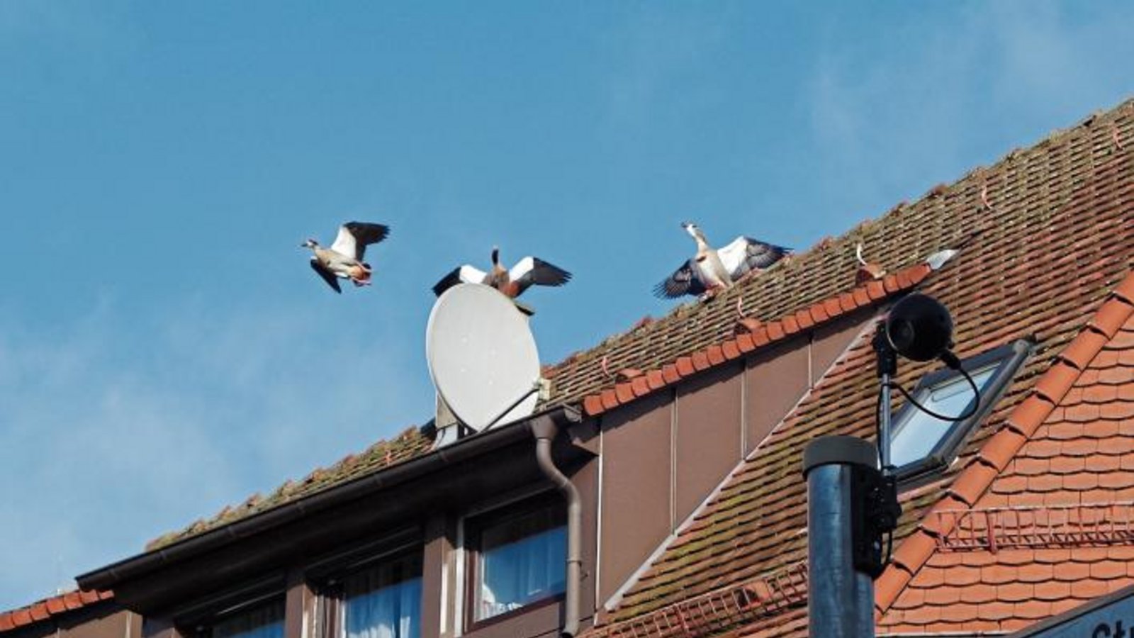 Mit Gezeter entern Nilgänse die Vaihinger Fußgängerzone.  Foto: Rücker
