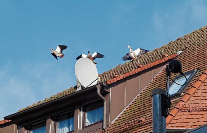 Mit Gezeter entern Nilgänse die Vaihinger Fußgängerzone.  Foto: Rücker