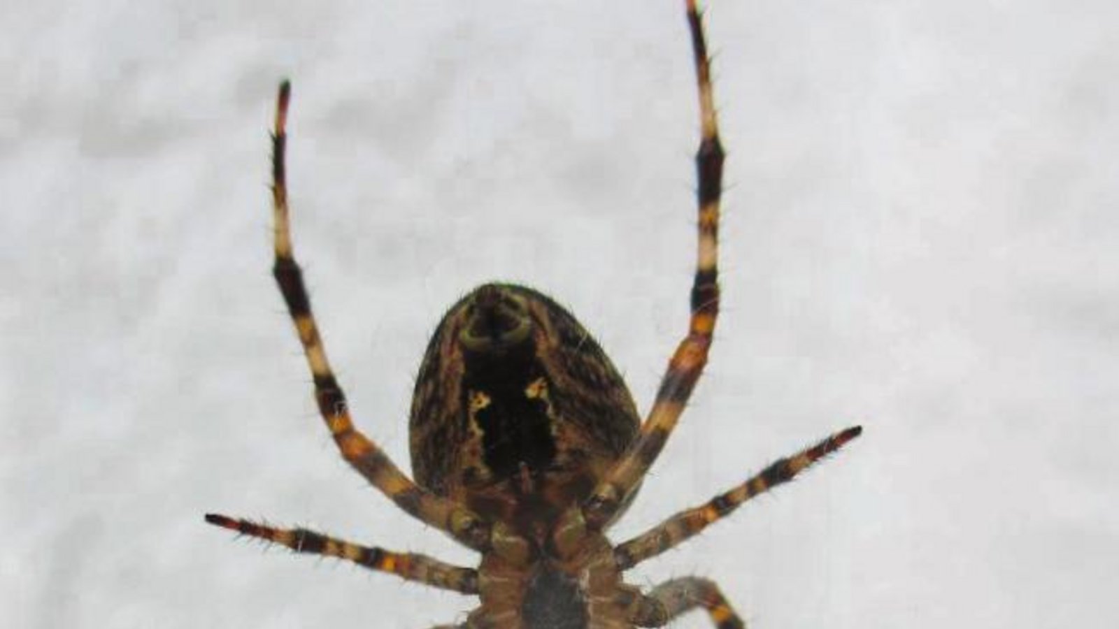 Sagen Sie jetzt nicht: „Iiieehh“. Diese durchaus faszinierende Nahaufnahme einer Spinne, die sich an einer Hauswand abseilt, ist Friedbert Rößler in Ensingen gelungen.