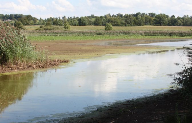 Bei der Teilsömmerung der Weiher im Naturschutzgebiet Roßweiher fallen die Schlammflächen am Ufer trocken. <span class='image-autor'>Foto: rp</span>