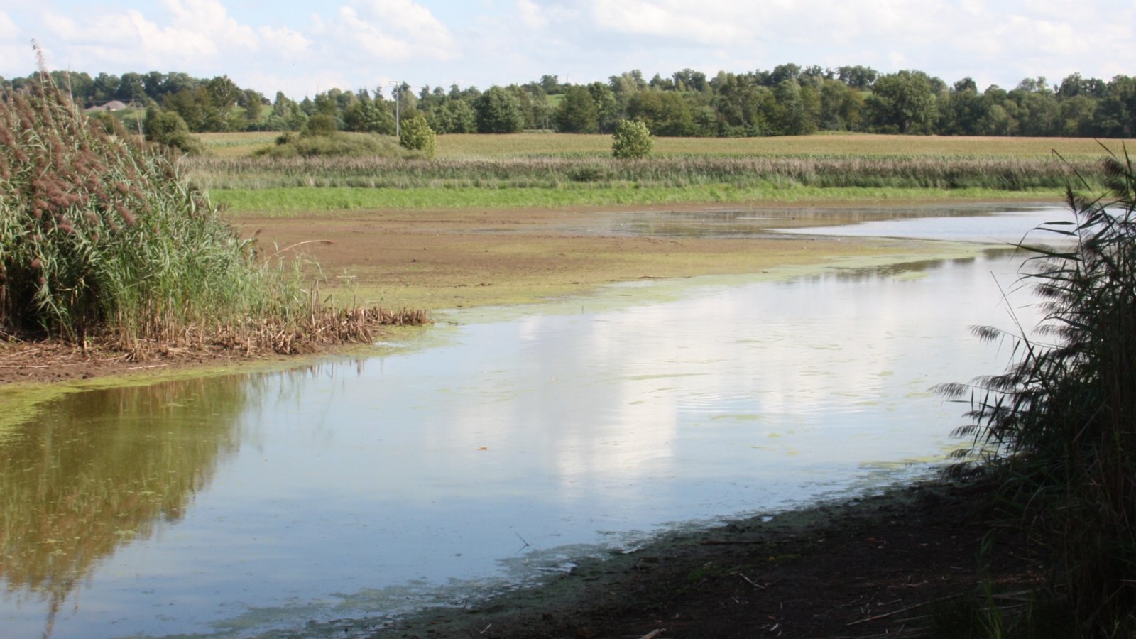 Bei der Teilsömmerung der Weiher im Naturschutzgebiet Roßweiher fallen die Schlammflächen am Ufer trocken. Foto: rp Bei der Teilsömmerung der Weiher im Naturschutzgebiet Roßweiher fallen die Schlammflächen am Ufer trocken. Foto: rp