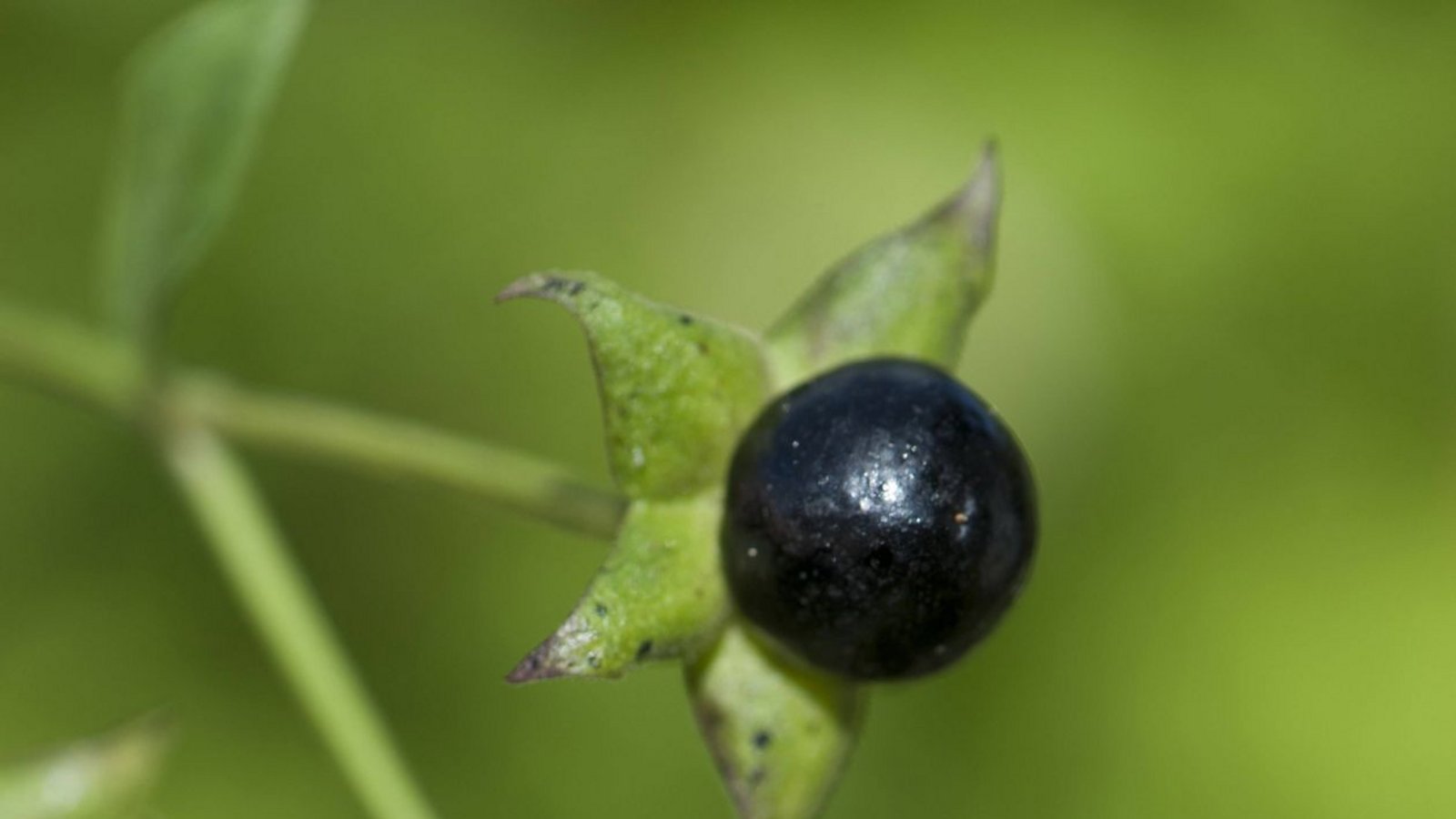 Tollkirsche: Tollkirschen lassen sich leicht mit Heidelbeeren verwechseln. Mitunter werden die süßlich schmeckenden Früchte sogar im Kuchen verarbeitet, so dass ganze Familien im Krankenhaus landen. Dabei lassen sich beide Pflanzen gut unterscheiden: Die Tollkirsche wird bis zu anderthalb Metern groß, und ihre Blüten haben einen Stiel; die Heidelbeere hingegen ist ein Zwergstrauch mit Blüten, die an den Blattachseln sitzen. Tollkirschvergiftungen zeigen sich durch weite Pupillen und einen trockenen Mund, später können Herzrasen und Halluzinationen hinzukommen.Foto: imago images/blickwinkel/F. Teigler via www.imago-images.de Tollkirsche: Tollkirschen lassen sich leicht mit Heidelbeeren verwechseln. Mitunter werden die süßlich schmeckenden Früchte sogar im Kuchen verarbeitet, so dass ganze Familien im Krankenhaus landen. Dabei lassen sich beide Pflanzen gut unterscheiden: Die Tollkirsche wird bis zu anderthalb Metern groß, und ihre Blüten haben einen Stiel; die Heidelbeere hingegen ist ein Zwergstrauch mit Blüten, die an den Blattachseln sitzen. Tollkirschvergiftungen zeigen sich durch weite Pupillen und einen trockenen Mund, später können Herzrasen und Halluzinationen hinzukommen.Foto: imago images/blickwinkel/F. Teigler via www.imago-images.de