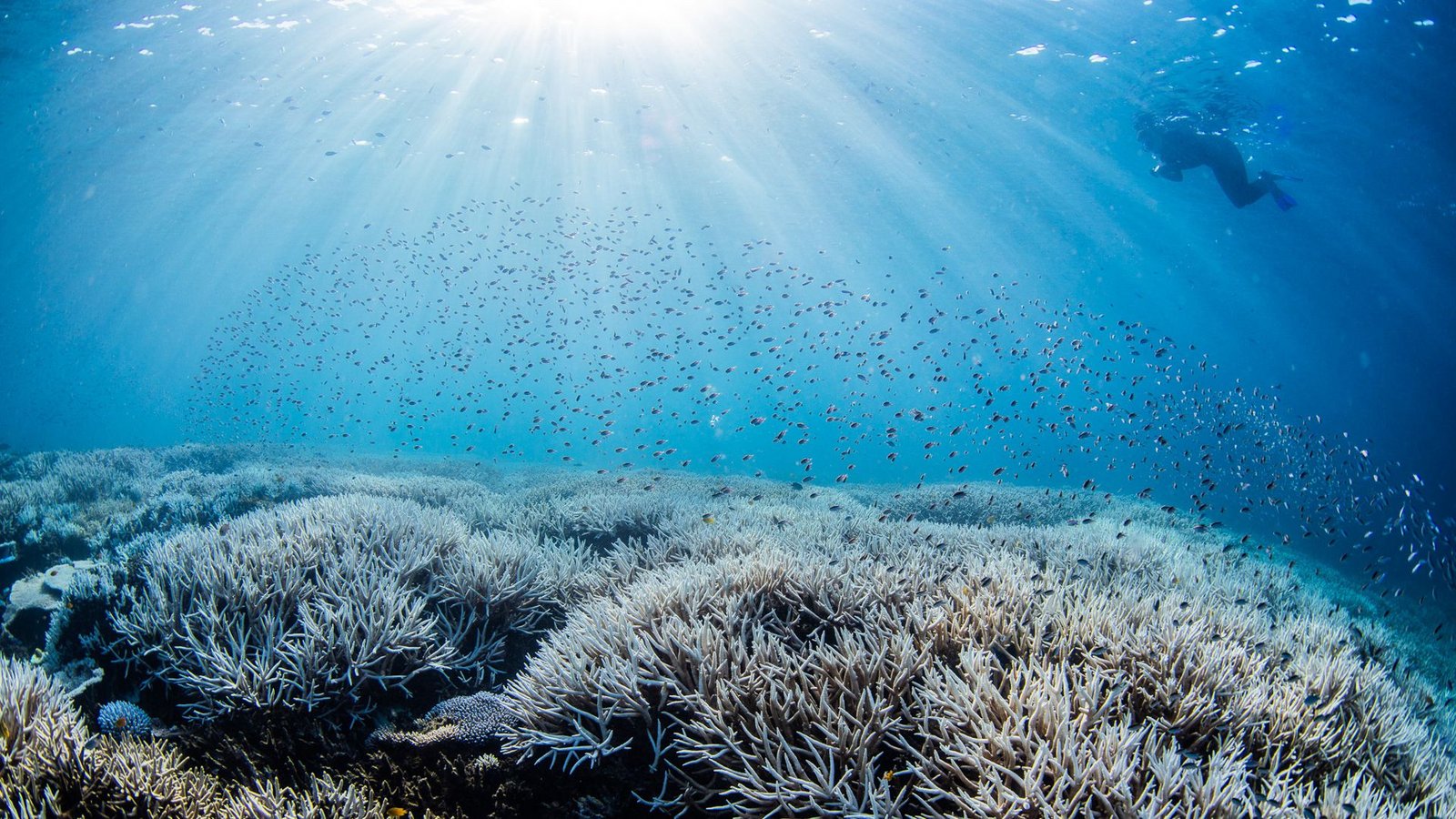 Ein Taucher bewegt sich im südlichen Bereich des Great Barrier Reefs. Wegen deutlich erhöhter Wassertemperaturen ist bei dem Naturwunder die fünfte Massenbleiche von Korallen innerhalb von nur acht Jahren bestätigt worden.Foto: Theundertow Ocean & Divers for Climate/AAP/dpa