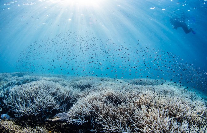 Ein Taucher bewegt sich im südlichen Bereich des Great Barrier Reefs. Wegen deutlich erhöhter Wassertemperaturen ist bei dem Naturwunder die fünfte Massenbleiche von Korallen innerhalb von nur acht Jahren bestätigt worden.<span class='image-autor'>Foto: Theundertow Ocean & Divers for Climate/AAP/dpa</span>