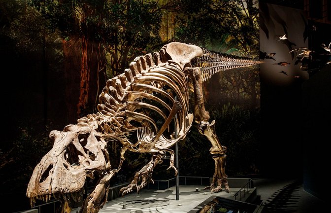 Skelett eines Tyrannosaurus rex. am Fundort in  Murray Ranch im US-Bundesstaat Montana.<span class='image-autor'>Foto: ©: Naturalis Biodiversity Center</span>