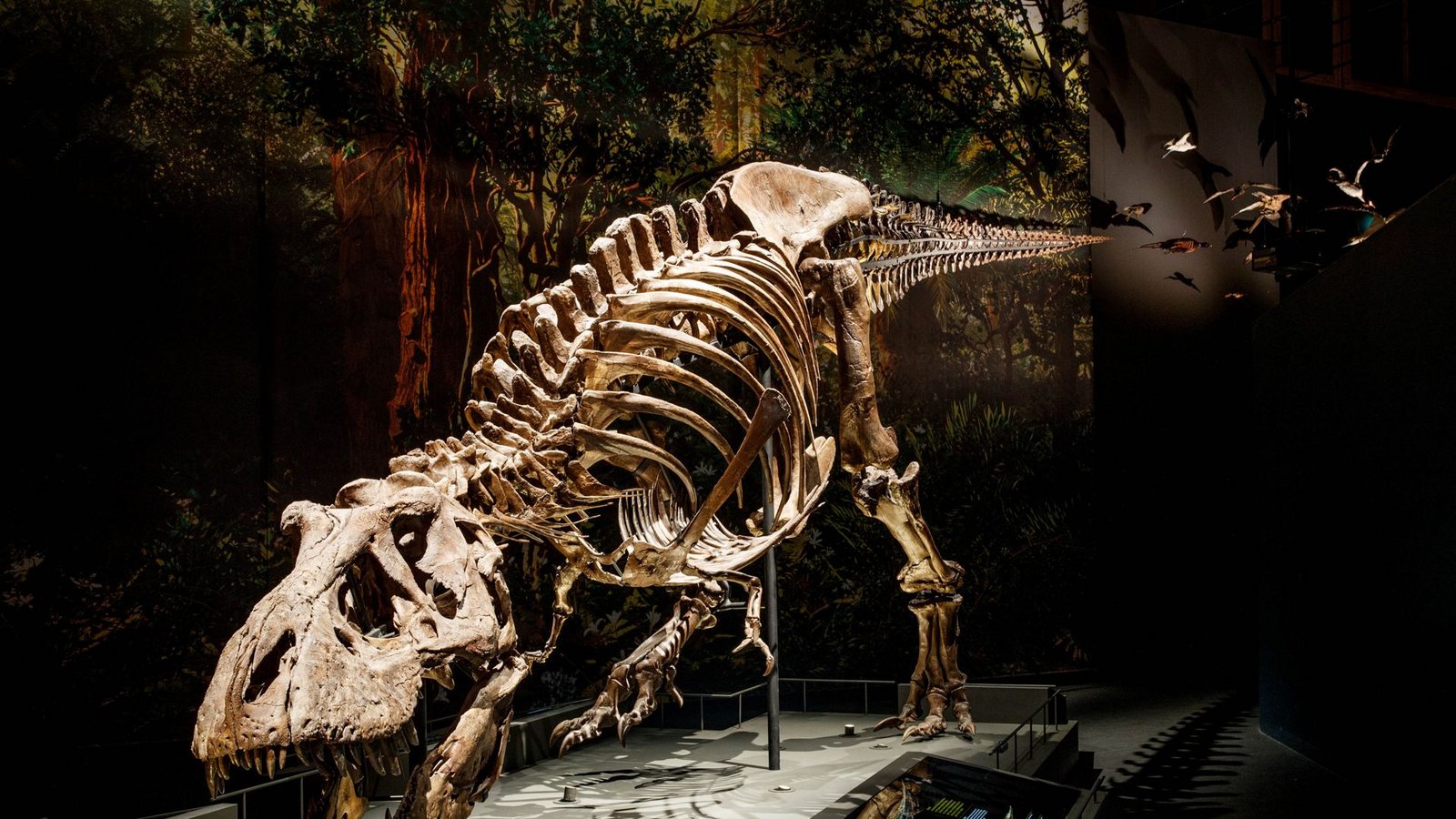 Skelett eines Tyrannosaurus rex. am Fundort in Murray Ranch im US-Bundesstaat Montana.Foto: ©: Naturalis Biodiversity Center Skelett eines Tyrannosaurus rex. am Fundort in Murray Ranch im US-Bundesstaat Montana.Foto: ©: Naturalis Biodiversity Center