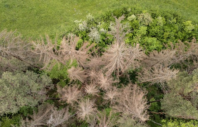 Nur einer von fünf Bäumen im deutschen Wald ist gesund.<span class='image-autor'>Foto: Silas Stein/dpa/Silas Stein</span>