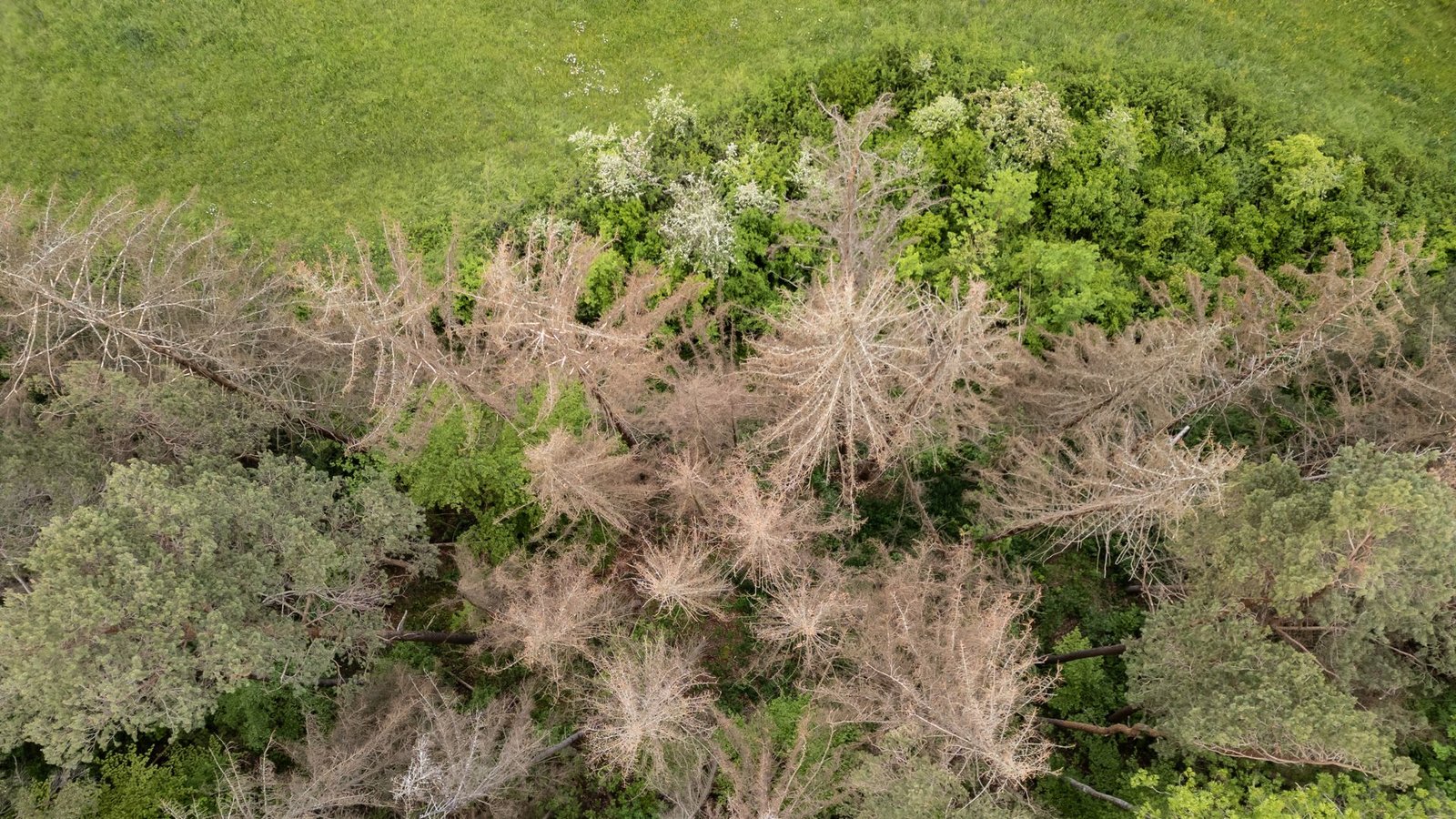 Nur einer von fünf Bäumen im deutschen Wald ist gesund.Foto: Silas Stein/dpa/Silas Stein