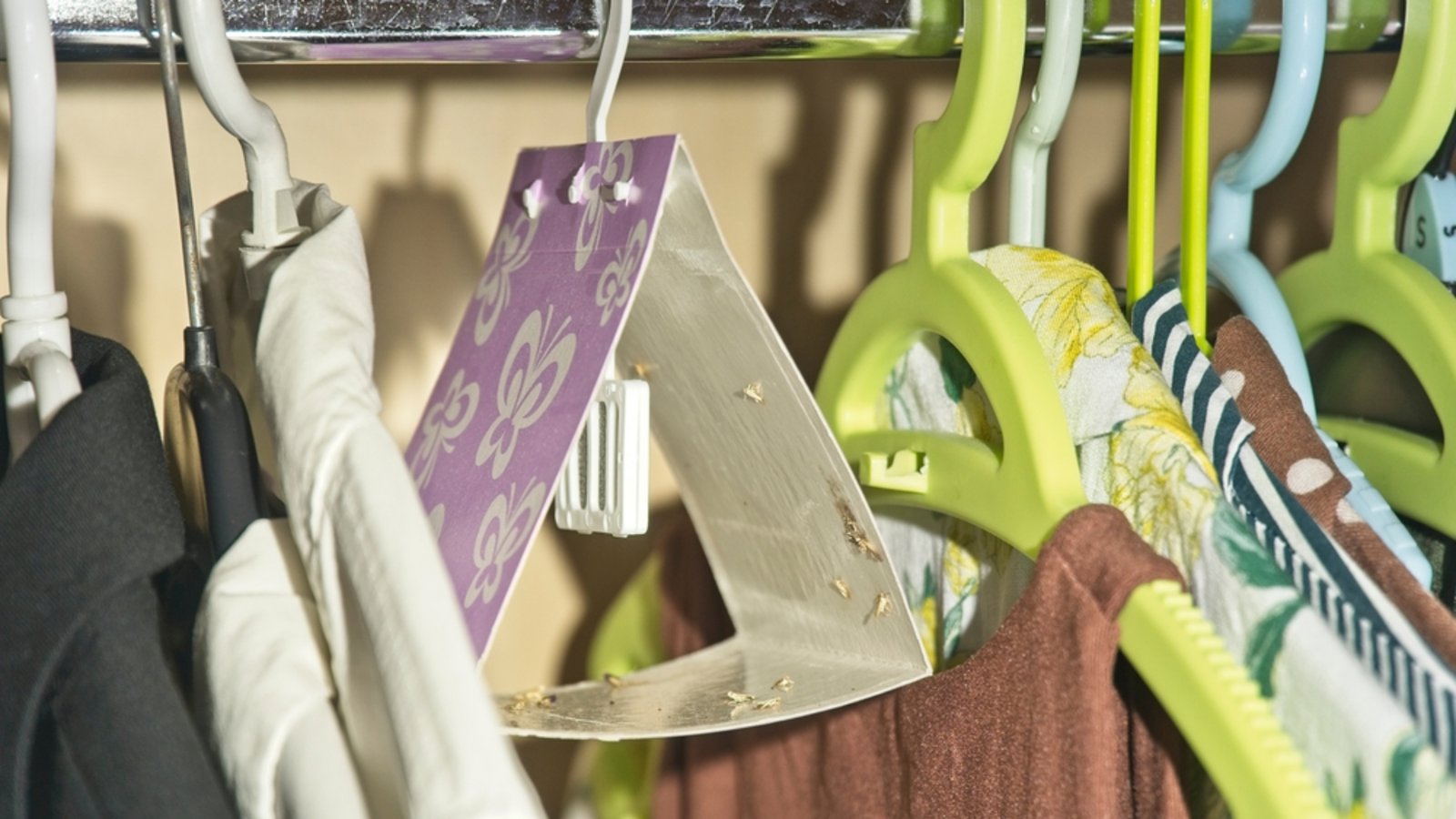 So eine Falle kann helfen.Foto: csikiphoto / shutterstock.com So eine Falle kann helfen.Foto: csikiphoto / shutterstock.com