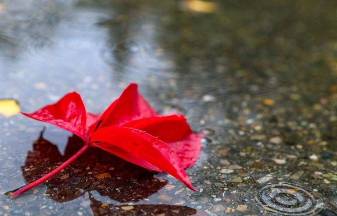 Am Wochenende gibt der Herbst seine Visitenkarte ab – begleitet von Wind und Regen.<span class='image-autor'>Foto: dpa/Thomas Warnack</span>