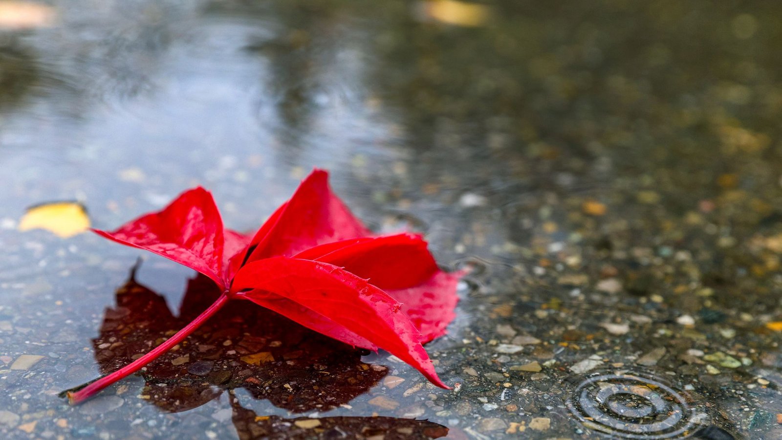 Am Wochenende gibt der Herbst seine Visitenkarte ab – begleitet von Wind und Regen.Foto: dpa/Thomas Warnack